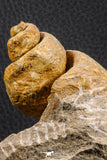 07226 - Stunning Huge 2.79 Inch Unidentified Gastropod Cretaceous