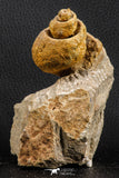 07226 - Stunning Huge 2.79 Inch Unidentified Gastropod Cretaceous