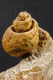 07226 - Stunning Huge 2.79 Inch Unidentified Gastropod Cretaceous