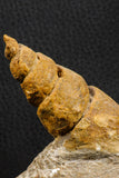 07227 - Astonishing 2.81 Inch Unidentified Gastropod Cretaceous