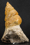 07227 - Astonishing 2.81 Inch Unidentified Gastropod Cretaceous