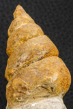 07227 - Astonishing 2.81 Inch Unidentified Gastropod Cretaceous