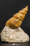 07227 - Astonishing 2.81 Inch Unidentified Gastropod Cretaceous