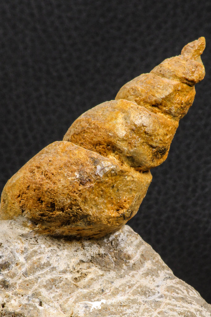 07227 - Astonishing 2.81 Inch Unidentified Gastropod Cretaceous