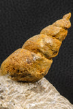 07227 - Astonishing 2.81 Inch Unidentified Gastropod Cretaceous