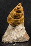 07227 - Astonishing 2.81 Inch Unidentified Gastropod Cretaceous