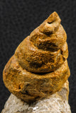 07227 - Astonishing 2.81 Inch Unidentified Gastropod Cretaceous
