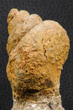 07228 - Rare 3.04 Inch Unidentified Gastropod Cretaceous