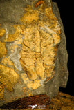 30376 - Positive/Negative 0.43 Inch Geragnostus occitanus Lower Ordovician Trilobite - France