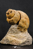 07228 - Rare 3.04 Inch Unidentified Gastropod Cretaceous