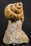 07228 - Rare 3.04 Inch Unidentified Gastropod Cretaceous