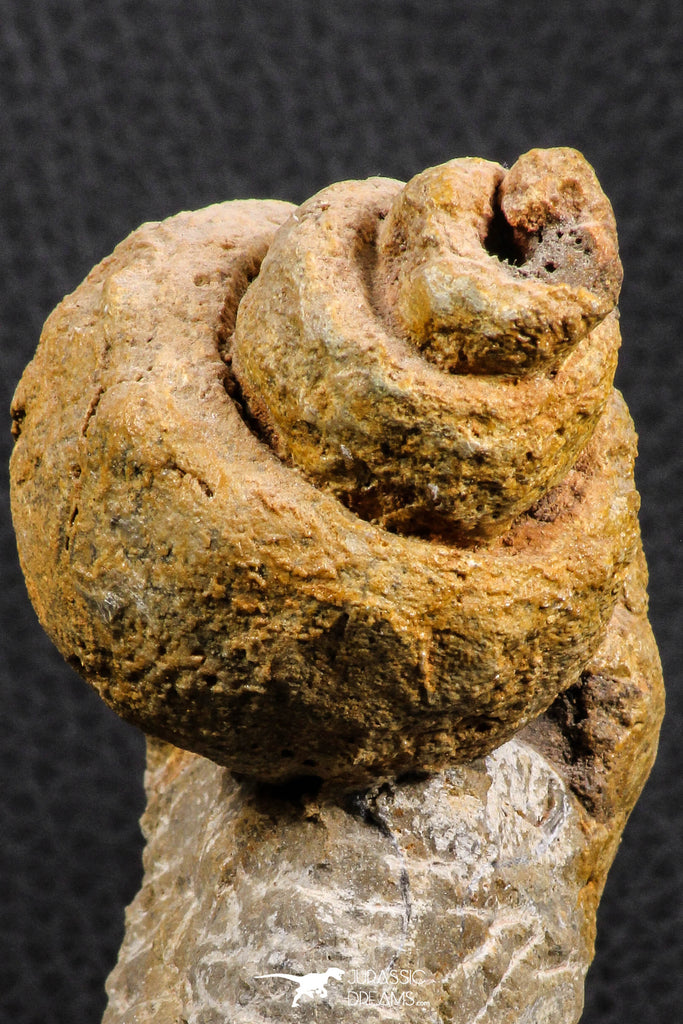 07228 - Rare 3.04 Inch Unidentified Gastropod Cretaceous