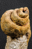 07228 - Rare 3.04 Inch Unidentified Gastropod Cretaceous