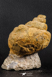 07229 - Beautiful Huge 3.61 Inch Unidentified Gastropod Cretaceous