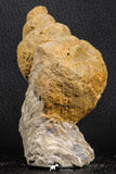 07229 - Beautiful Huge 3.61 Inch Unidentified Gastropod Cretaceous