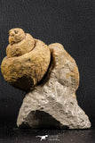 07229 - Beautiful Huge 3.61 Inch Unidentified Gastropod Cretaceous
