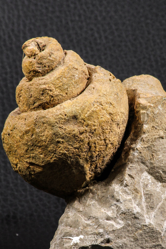 07229 - Beautiful Huge 3.61 Inch Unidentified Gastropod Cretaceous