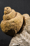 07229 - Beautiful Huge 3.61 Inch Unidentified Gastropod Cretaceous