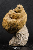 07229 - Beautiful Huge 3.61 Inch Unidentified Gastropod Cretaceous