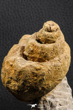 07229 - Beautiful Huge 3.61 Inch Unidentified Gastropod Cretaceous