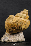 07229 - Beautiful Huge 3.61 Inch Unidentified Gastropod Cretaceous
