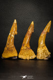 08303 - Great Collection of 3 Onchopristis numidus Cretaceous Sawfish Rostral Teeth Cretaceous
