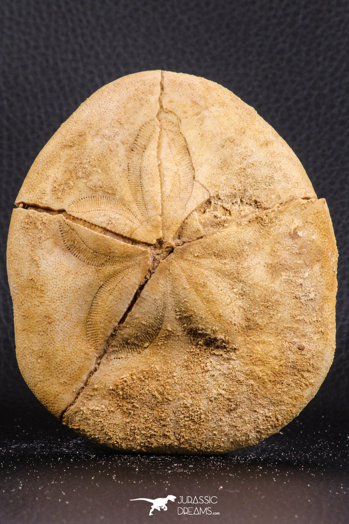 07230 - Top Huge 4.20 Inch Clypeaster subdepressus (Sea Urchin) Upper Pliocene