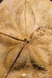07230 - Top Huge 4.20 Inch Clypeaster subdepressus (Sea Urchin) Upper Pliocene
