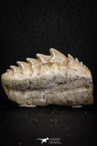 07232 - Top Quality 1.79 Inch Notidanodon loozi (Cow Shark) Tooth