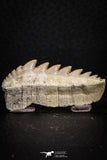 07233 - Collector Grade 1.67 Inch Notidanodon loozi (Cow Shark) Tooth