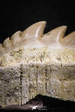07233 - Collector Grade 1.67 Inch Notidanodon loozi (Cow Shark) Tooth
