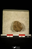 30382 - Top Beautiful 0.72 Inch Lochovella (Reedops) deckeri Lower Devonian Trilobite - Oklahoma USA