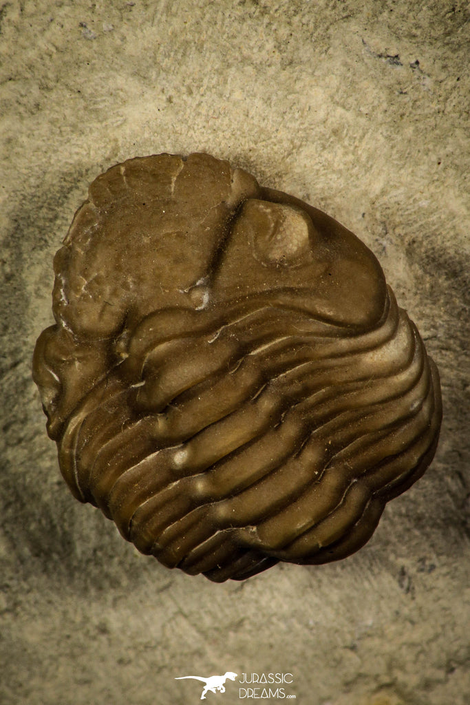 30382 - Top Beautiful 0.72 Inch Lochovella (Reedops) deckeri Lower Devonian Trilobite - Oklahoma USA
