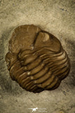 30382 - Top Beautiful 0.72 Inch Lochovella (Reedops) deckeri Lower Devonian Trilobite - Oklahoma USA