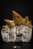 07234 - Top Grade 0.94 Inch Notidanodon loozi (Cow Shark) Tooth