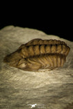 30382 - Top Beautiful 0.72 Inch Lochovella (Reedops) deckeri Lower Devonian Trilobite - Oklahoma USA