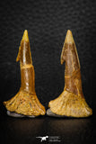 08306 - Great Collection of 2 Onchopristis numidus Cretaceous Sawfish Rostral Teeth Cretaceous