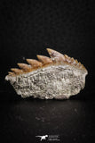 07235 - Collector Grade 1.46 Inch Notidanodon loozi (Cow Shark) Tooth