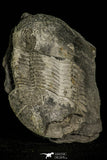 30383 - Top Rare 2.62 Inch Ectilaenus giganteus Ordovician Trilobite - Portugal