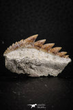 07235 - Collector Grade 1.46 Inch Notidanodon loozi (Cow Shark) Tooth