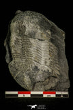 30383 - Top Rare 2.62 Inch Ectilaenus giganteus Ordovician Trilobite - Portugal