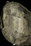 30383 - Top Rare 2.62 Inch Ectilaenus giganteus Ordovician Trilobite - Portugal
