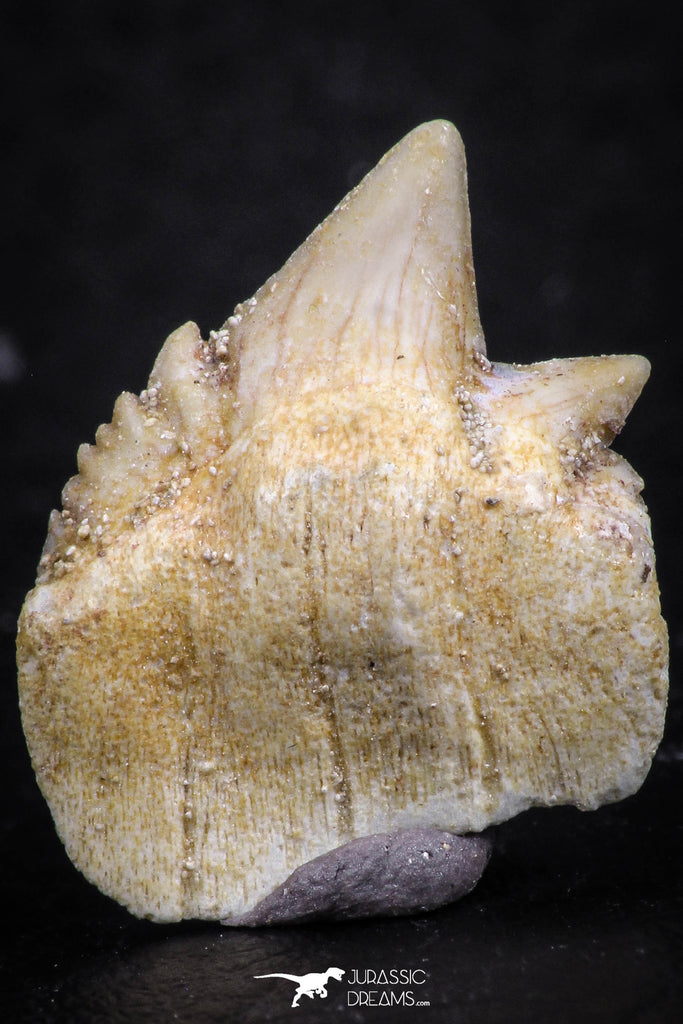 07236 - Top Grade 0.69 Inch Notidanodon loozi (Cow Shark) Tooth