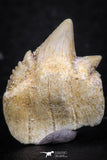 07236 - Top Grade 0.69 Inch Notidanodon loozi (Cow Shark) Tooth