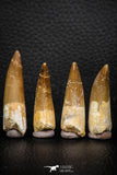 08290 - Great Collection of 4 Elasmosaur (Zarafasaura oceanis) Teeth