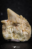 07236 - Top Grade 0.69 Inch Notidanodon loozi (Cow Shark) Tooth