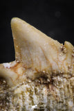 07236 - Top Grade 0.69 Inch Notidanodon loozi (Cow Shark) Tooth