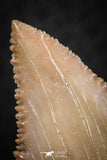 07237 - Strongly Serrated 1.46 Inch Palaeocarcharodon orientalis (Pygmy white Shark) Tooth