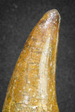 20118 - Top Quality 2.81 Inch Elosuchus sp Crocodile Premaxillary Tooth KemKem Beds
