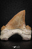 07237 - Strongly Serrated 1.46 Inch Palaeocarcharodon orientalis (Pygmy white Shark) Tooth